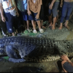 Seekor buaya sepanjang sekitar 5 berhasil ditangkap
