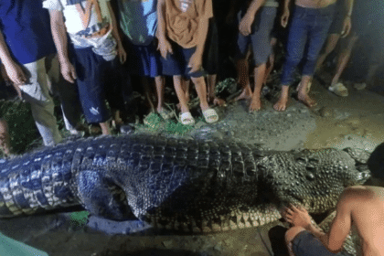 Seekor buaya sepanjang sekitar 5 berhasil ditangkap