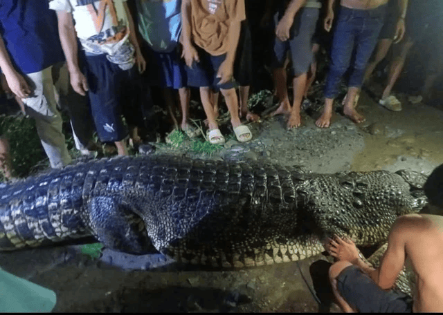 Seekor buaya sepanjang sekitar 5 berhasil ditangkap
