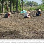 Luwu Jadi Penghasil Rumput Laut Terbesar di Sulsel