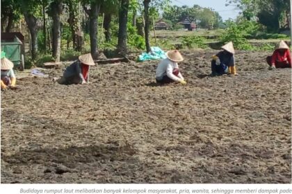 Luwu Jadi Penghasil Rumput Laut Terbesar di Sulsel