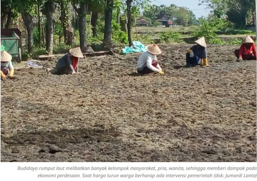 Luwu Jadi Penghasil Rumput Laut Terbesar di Sulsel