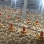 Harga Ayam Anjlok di Luwu Peternak Merugi dan Terancam Gulung Tikar