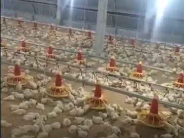 Harga Ayam Anjlok di Luwu Peternak Merugi dan Terancam Gulung Tikar