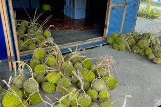 Kisah Usaha Durian Lokal di Batulappa