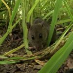 Puluhan Hektare Sawah di Bajo Diserang Hama Tikus