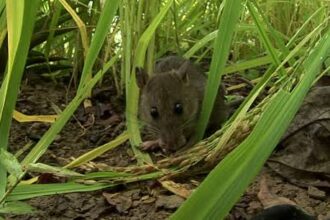 Puluhan Hektare Sawah di Bajo Diserang Hama Tikus