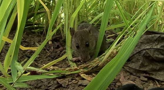 Puluhan Hektare Sawah di Bajo Diserang Hama Tikus