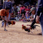 Dugaan Aksi Taruhan Sabung Ayam di Buntu Batu