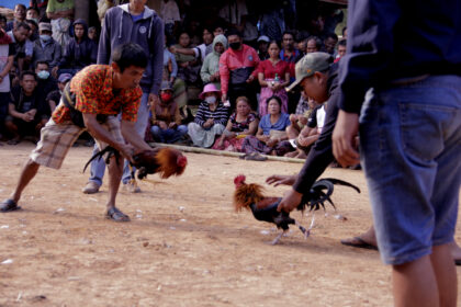 Dugaan Aksi Taruhan Sabung Ayam di Buntu Batu