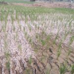 Petani Bajo Terancam Gagal Panen Akibat Kekeringan