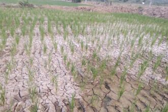 Petani Bajo Terancam Gagal Panen Akibat Kekeringan