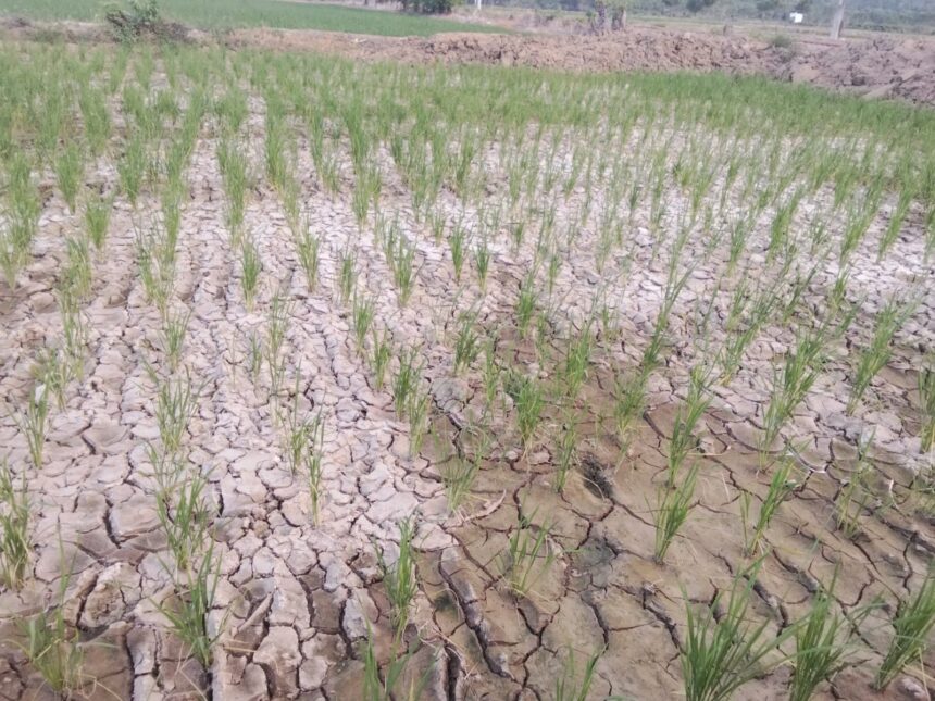 Petani Bajo Terancam Gagal Panen Akibat Kekeringan