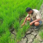Krisis Irigasi Ancam Ratusan Hektare Sawah di Luwu