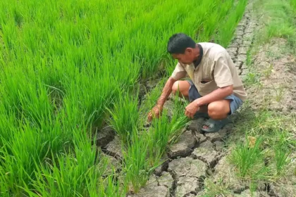 Krisis Irigasi Ancam Ratusan Hektare Sawah di Luwu