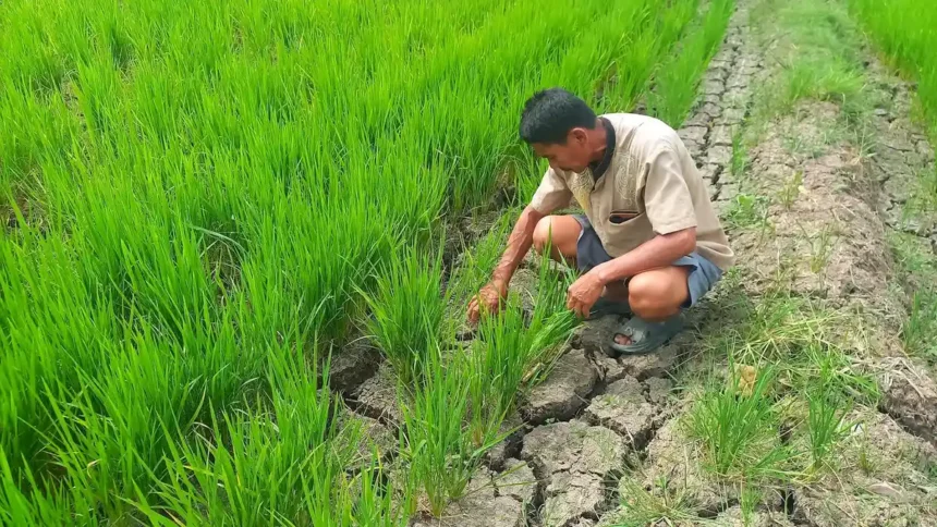 Krisis Irigasi Ancam Ratusan Hektare Sawah di Luwu