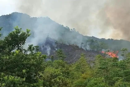 Kemarau Mulai Berdampak Serius di Luwu! Karhutla Meluas hingga Ribuan Hektare Sawah Kekurangan Air