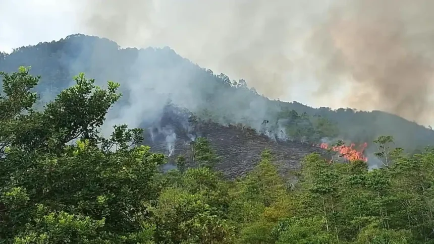 Kemarau Mulai Berdampak Serius di Luwu! Karhutla Meluas hingga Ribuan Hektare Sawah Kekurangan Air