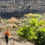 Pergi Bakar Rumput di Kebun, Seorang Pria 63 Tahun di Luwu Tak Kunjung Pulang
