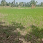 Kekeringan Sejak Maret! Petani di Walenrang Mulai Mengalami Gagal Panen hingga Rugi Rp10 Juta per Hektare