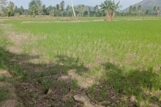 Kekeringan Sejak Maret! Petani di Walenrang Mulai Mengalami Gagal Panen hingga Rugi Rp10 Juta per Hektare