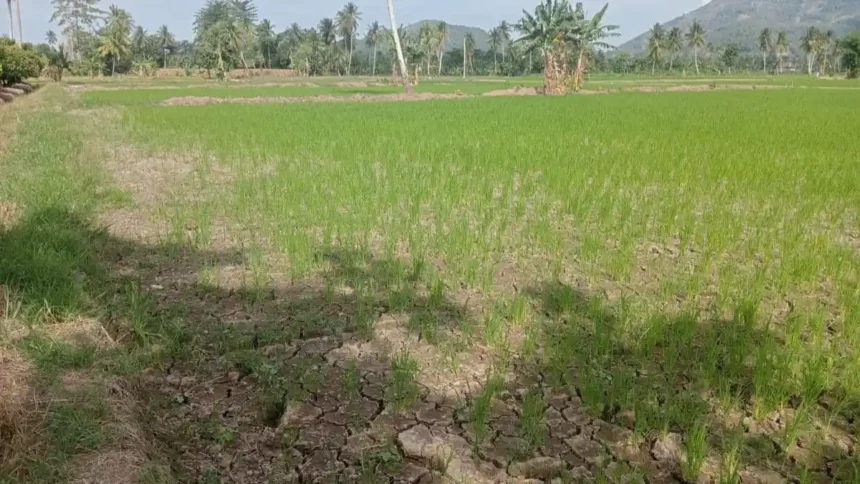 Kekeringan Sejak Maret! Petani di Walenrang Mulai Mengalami Gagal Panen hingga Rugi Rp10 Juta per Hektare