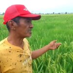 Petani di Kelurahan Balo-Balo, Kecamatan Belopa, Kabupaten Luwu, berpacu menyelamatkan tanaman padi dari ancaman gagal panen setelah kekeringan berlangsung sekitar tiga bulan. Kondisi semakin mengkhawatirkan karena sebagian padi telah memasuki fase bunting hingga mulai mengeluarkan bulir. Pada fase tersebut, tanaman membutuhkan pasokan air yang cukup agar bulir dapat berkembang dan terisi dengan baik. Salah seorang petani, Ridwan, mengatakan minimnya air membuat pertumbuhan padi tidak berlangsung merata. Saluran irigasi yang biasanya digunakan petani juga sudah tidak menyediakan air sehingga mereka terpaksa memompa air dari sungai. “Padi yang mulai mengeluarkan bulir ini tidak bersamaan akibat pengaruh air yang minim karena sedang bunting dan butuh air,” kata Ridwan, Rabu (9/9/2026). Pompanisasi kini menjadi salah satu cara petani mempertahankan tanaman. Namun, keterbatasan mesin pompa dan biaya bahan bakar membuat upaya tersebut tidak mudah dilakukan secara terus-menerus. Air yang berhasil dialirkan ke persawahan juga cepat menyusut akibat kondisi tanah yang kering. Menurut Ridwan, ketika pompa dimatikan pada malam hari, air di lahan sudah kembali habis pada pagi hari. Jika dalam beberapa hari ke depan pasokan air tidak mencukupi, petani khawatir bulir padi akan layu dan tidak terisi. Walaupun tetap menghasilkan gabah, kualitasnya berpotensi menurun karena ukuran beras menjadi lebih kecil dan dapat mempengaruhi harga jual. “Kalau beberapa hari ke depan ini tidak mendapat pasokan air, bulirnya akan layu dan tidak berisi,” ujarnya. Di tengah kondisi tersebut, sebagian petani harus menyewa mesin pompa dan membeli bahan bakar secara mandiri. Biaya produksi pun bertambah ketika hasil panen masih dibayangi risiko penurunan hingga gagal panen. Petani berharap pemerintah maupun pihak swasta dapat memberikan bantuan mesin pompa. Bantuan dinilai mendesak karena sumber air dari sungai masih tersedia dan sebagian tanaman masih memiliki peluang untuk diselamatkan. “Kami harap pemerintah atau pihak swasta memberi bantuan pompa air karena kami sangat membutuhkan itu untuk menyelamatkan padi,” ujar Ridwan. Kondisi kekeringan disebut telah berdampak pada lebih dari 15 persen dari total sekitar 337 hektare persawahan di Kelurahan Balo-Balo. Dengan dua wilayah yang paling terdampak berada di Lingkungan Rasai dan Lingkungan Balalau. Sementara itu, Ancaman kekeringan juga tidak hanya terjadi di Balo-Balo. Data Dinas Pertanian Kabupaten Luwu mencatat sebanyak 3.048,88 hektare sawah terancam kekeringan, sementara sekitar 109,88 hektare telah terdampak cukup berat.