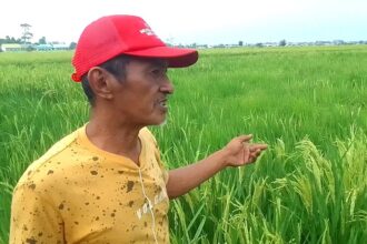 Petani di Kelurahan Balo-Balo, Kecamatan Belopa, Kabupaten Luwu, berpacu menyelamatkan tanaman padi dari ancaman gagal panen setelah kekeringan berlangsung sekitar tiga bulan. Kondisi semakin mengkhawatirkan karena sebagian padi telah memasuki fase bunting hingga mulai mengeluarkan bulir. Pada fase tersebut, tanaman membutuhkan pasokan air yang cukup agar bulir dapat berkembang dan terisi dengan baik. Salah seorang petani, Ridwan, mengatakan minimnya air membuat pertumbuhan padi tidak berlangsung merata. Saluran irigasi yang biasanya digunakan petani juga sudah tidak menyediakan air sehingga mereka terpaksa memompa air dari sungai. “Padi yang mulai mengeluarkan bulir ini tidak bersamaan akibat pengaruh air yang minim karena sedang bunting dan butuh air,” kata Ridwan, Rabu (9/9/2026). Pompanisasi kini menjadi salah satu cara petani mempertahankan tanaman. Namun, keterbatasan mesin pompa dan biaya bahan bakar membuat upaya tersebut tidak mudah dilakukan secara terus-menerus. Air yang berhasil dialirkan ke persawahan juga cepat menyusut akibat kondisi tanah yang kering. Menurut Ridwan, ketika pompa dimatikan pada malam hari, air di lahan sudah kembali habis pada pagi hari. Jika dalam beberapa hari ke depan pasokan air tidak mencukupi, petani khawatir bulir padi akan layu dan tidak terisi. Walaupun tetap menghasilkan gabah, kualitasnya berpotensi menurun karena ukuran beras menjadi lebih kecil dan dapat mempengaruhi harga jual. “Kalau beberapa hari ke depan ini tidak mendapat pasokan air, bulirnya akan layu dan tidak berisi,” ujarnya. Di tengah kondisi tersebut, sebagian petani harus menyewa mesin pompa dan membeli bahan bakar secara mandiri. Biaya produksi pun bertambah ketika hasil panen masih dibayangi risiko penurunan hingga gagal panen. Petani berharap pemerintah maupun pihak swasta dapat memberikan bantuan mesin pompa. Bantuan dinilai mendesak karena sumber air dari sungai masih tersedia dan sebagian tanaman masih memiliki peluang untuk diselamatkan. “Kami harap pemerintah atau pihak swasta memberi bantuan pompa air karena kami sangat membutuhkan itu untuk menyelamatkan padi,” ujar Ridwan. Kondisi kekeringan disebut telah berdampak pada lebih dari 15 persen dari total sekitar 337 hektare persawahan di Kelurahan Balo-Balo. Dengan dua wilayah yang paling terdampak berada di Lingkungan Rasai dan Lingkungan Balalau. Sementara itu, Ancaman kekeringan juga tidak hanya terjadi di Balo-Balo. Data Dinas Pertanian Kabupaten Luwu mencatat sebanyak 3.048,88 hektare sawah terancam kekeringan, sementara sekitar 109,88 hektare telah terdampak cukup berat.
