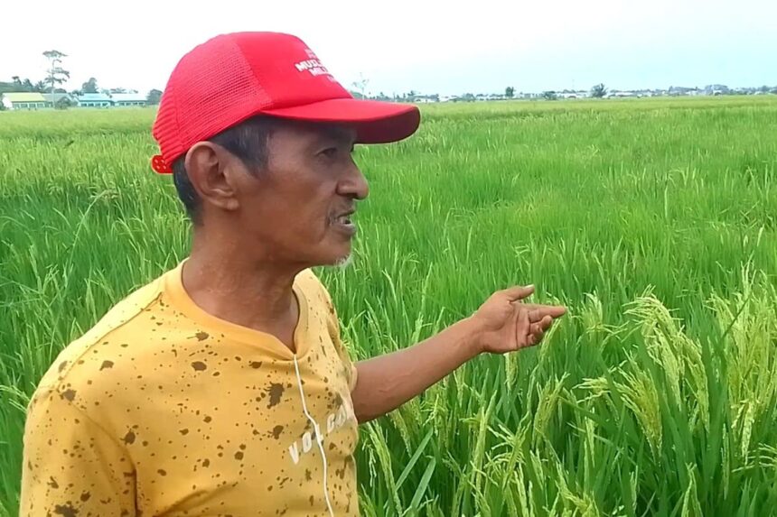 Petani di Kelurahan Balo-Balo, Kecamatan Belopa, Kabupaten Luwu, berpacu menyelamatkan tanaman padi dari ancaman gagal panen setelah kekeringan berlangsung sekitar tiga bulan. Kondisi semakin mengkhawatirkan karena sebagian padi telah memasuki fase bunting hingga mulai mengeluarkan bulir. Pada fase tersebut, tanaman membutuhkan pasokan air yang cukup agar bulir dapat berkembang dan terisi dengan baik. Salah seorang petani, Ridwan, mengatakan minimnya air membuat pertumbuhan padi tidak berlangsung merata. Saluran irigasi yang biasanya digunakan petani juga sudah tidak menyediakan air sehingga mereka terpaksa memompa air dari sungai. “Padi yang mulai mengeluarkan bulir ini tidak bersamaan akibat pengaruh air yang minim karena sedang bunting dan butuh air,” kata Ridwan, Rabu (9/9/2026). Pompanisasi kini menjadi salah satu cara petani mempertahankan tanaman. Namun, keterbatasan mesin pompa dan biaya bahan bakar membuat upaya tersebut tidak mudah dilakukan secara terus-menerus. Air yang berhasil dialirkan ke persawahan juga cepat menyusut akibat kondisi tanah yang kering. Menurut Ridwan, ketika pompa dimatikan pada malam hari, air di lahan sudah kembali habis pada pagi hari. Jika dalam beberapa hari ke depan pasokan air tidak mencukupi, petani khawatir bulir padi akan layu dan tidak terisi. Walaupun tetap menghasilkan gabah, kualitasnya berpotensi menurun karena ukuran beras menjadi lebih kecil dan dapat mempengaruhi harga jual. “Kalau beberapa hari ke depan ini tidak mendapat pasokan air, bulirnya akan layu dan tidak berisi,” ujarnya. Di tengah kondisi tersebut, sebagian petani harus menyewa mesin pompa dan membeli bahan bakar secara mandiri. Biaya produksi pun bertambah ketika hasil panen masih dibayangi risiko penurunan hingga gagal panen. Petani berharap pemerintah maupun pihak swasta dapat memberikan bantuan mesin pompa. Bantuan dinilai mendesak karena sumber air dari sungai masih tersedia dan sebagian tanaman masih memiliki peluang untuk diselamatkan. “Kami harap pemerintah atau pihak swasta memberi bantuan pompa air karena kami sangat membutuhkan itu untuk menyelamatkan padi,” ujar Ridwan. Kondisi kekeringan disebut telah berdampak pada lebih dari 15 persen dari total sekitar 337 hektare persawahan di Kelurahan Balo-Balo. Dengan dua wilayah yang paling terdampak berada di Lingkungan Rasai dan Lingkungan Balalau. Sementara itu, Ancaman kekeringan juga tidak hanya terjadi di Balo-Balo. Data Dinas Pertanian Kabupaten Luwu mencatat sebanyak 3.048,88 hektare sawah terancam kekeringan, sementara sekitar 109,88 hektare telah terdampak cukup berat.