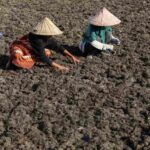 Rumput Laut Luwu Dibidik Masuk Rantai Pasok Global, Sertifikasi Internasional Mulai Disiapkan