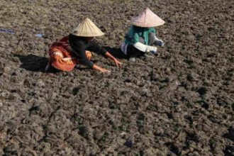 Rumput Laut Luwu Dibidik Masuk Rantai Pasok Global, Sertifikasi Internasional Mulai Disiapkan