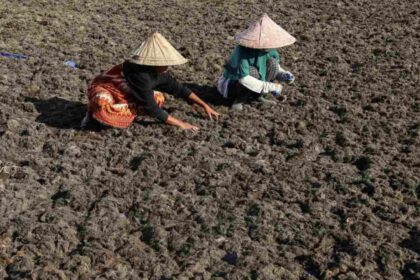 Rumput Laut Luwu Dibidik Masuk Rantai Pasok Global, Sertifikasi Internasional Mulai Disiapkan
