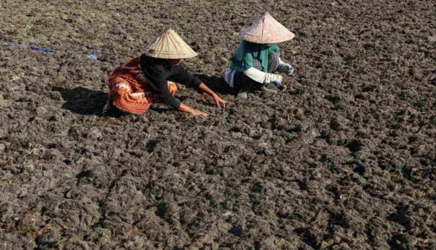 Rumput Laut Luwu Dibidik Masuk Rantai Pasok Global, Sertifikasi Internasional Mulai Disiapkan