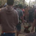 Tuai Sorotan! Sabung Ayam di Suli Diduga Rutin Tiap Akhir Pekan, Warga Minta Polisi Bertindak