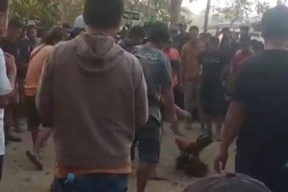 Tuai Sorotan! Sabung Ayam di Suli Diduga Rutin Tiap Akhir Pekan, Warga Minta Polisi Bertindak