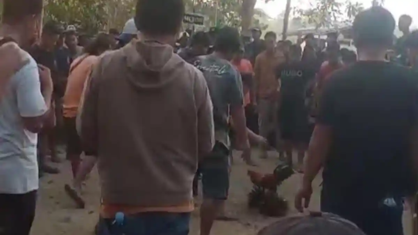 Tuai Sorotan! Sabung Ayam di Suli Diduga Rutin Tiap Akhir Pekan, Warga Minta Polisi Bertindak