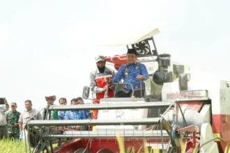 Tembus 8,9 Ton per Hektare! Panen Perdana Oplah Petani Walenrang Timur Cetak Rekor Produktivitas