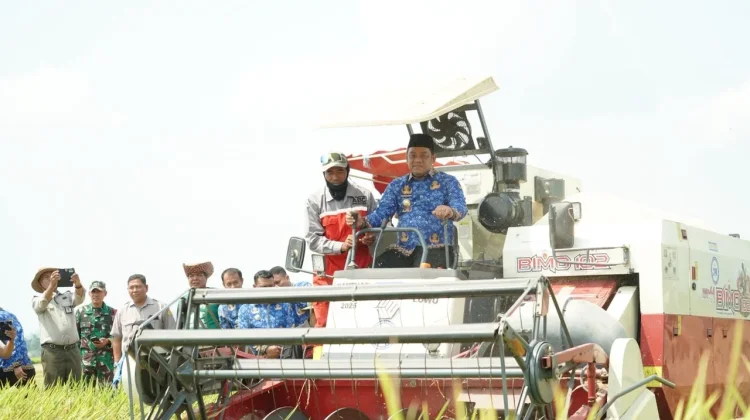 Tembus 8,9 Ton per Hektare! Panen Perdana Oplah Petani Walenrang Timur Cetak Rekor Produktivitas
